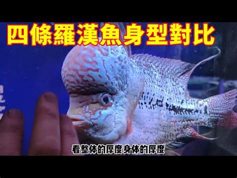 羅漢魚哪裡買|羅漢 魚的價格推薦